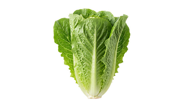 Fresh green romaine lettuce head on transparent background for culinary and salad design.
