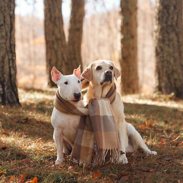 Bull Terrier dog and Labrador Retriever dog sit together with a warm scarf in autumn woodland. Cozy seasonal portrait combines canine friendship with golden fall scenery.