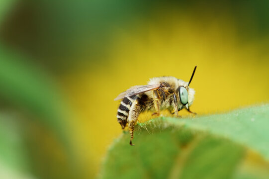 Green Eyed Flower Bee, Anthophora bimaculata, Resting On The Leaf Of Giant Fleabane, Inula Hookerii, New Forest Uk