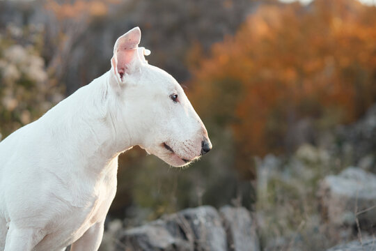 Bull Terrier dog stands in profile outdoors against a colorful autumn background. Close-up view shows the white pet surrounded by soft natural mountain scenery.