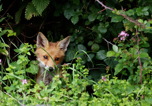 Young Fox Cub, Vulpes vulpes Among Flowers On A Field, New Forest, UK