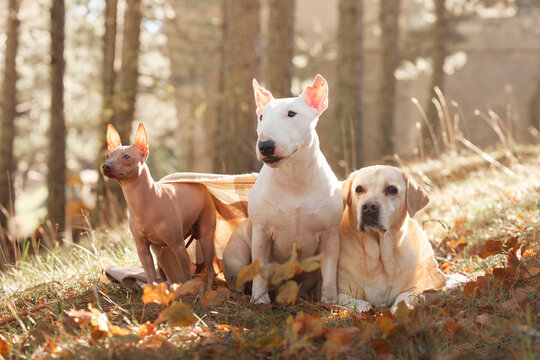 Bull Terrier dog, Labrador Retriever dog and American Hairless Terrier dog sit among fallen leaves. Sunlit forest scenery highlights canine companionship during a fall outdoor adventure.