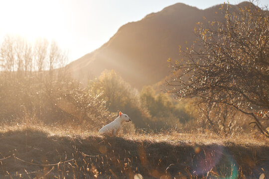 Bull Terrier dog moves through golden grass beneath a large tree in warm evening light. Mountain surroundings create a scenic setting for active outdoor exploration.