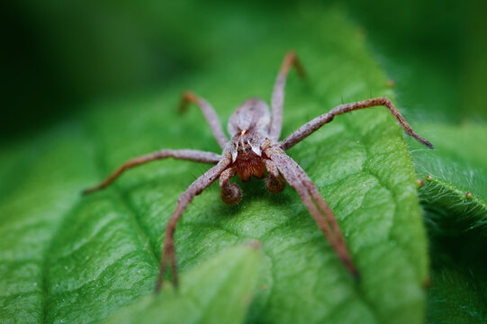 Macro Front View Portrait Of A Female Nursery Web Spider, Pisaura mirabilis, Resting On A Leaf Showing Eyes, Fangs And Large Front Palps, New Forest UK