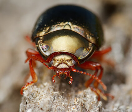 Macro Front View, Portrait Of A Gold Coloured Leaf Beetle, Chrysolina bankii, On A Piece Of Dead Wood, New Forest UK