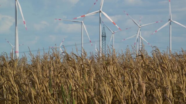 wind turbines in countryside with cornfield in foreground 4K