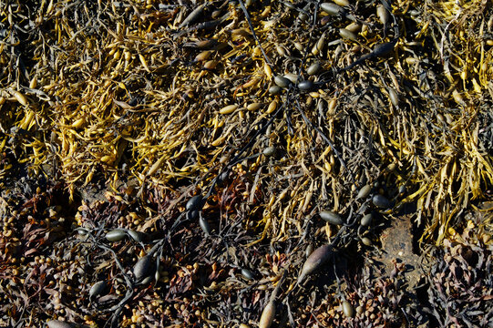 Mixture Of Yellow Brown Channelled Wrack Sea Weed, Pelvetia canaliculata, And Knotted Wrack, Ascophyllum nodosum, On The Upper Shore, Lymington, UK