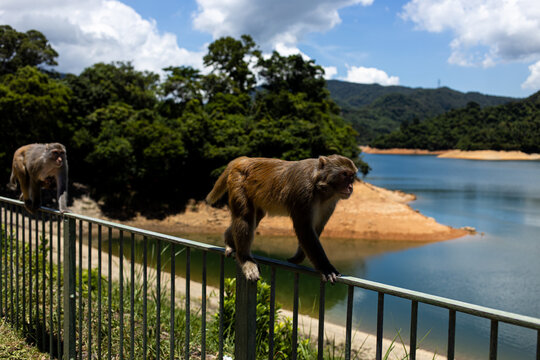 Two monkeys walk along a fence by a lake in a tropical setting on a sunny day