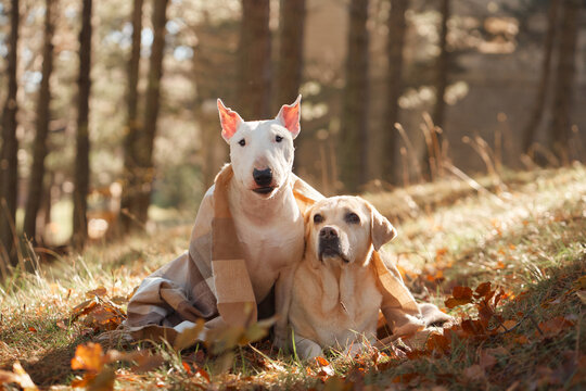 Bull Terrier dog, Labrador Retriever dog and American Hairless Terrier dog pose in woodland. Warm sunlight and fallen leaves create a scenic portrait of canine friendship.