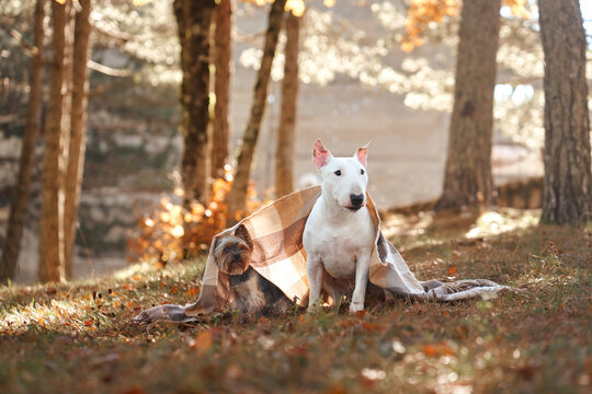 Bull Terrier dog and Yorkshire Terrier dog rest together among fallen leaves. Warm woodland sunlight creates a peaceful scene with cozy scarves during fall.