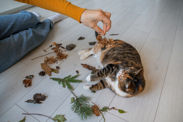 Naklejka premium Woman presents dried flowers to resting calico cat among branches, bark and pinecones, using unfamiliar outdoor scents and natural textures to stimulate interest and enrich its indoor routine.