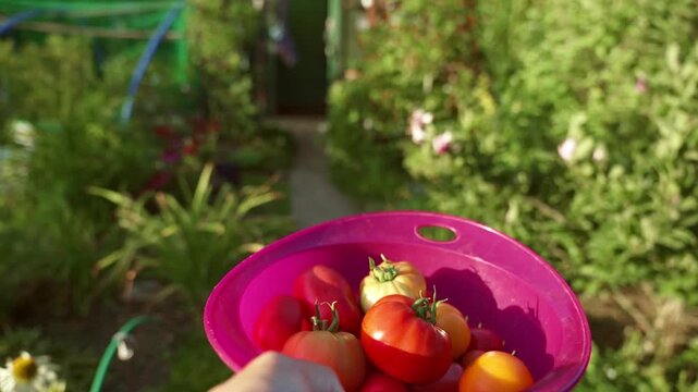 A gardener walks through the garden carrying ripe tomatoes in a plastic colander, first person perspective. 4K footage