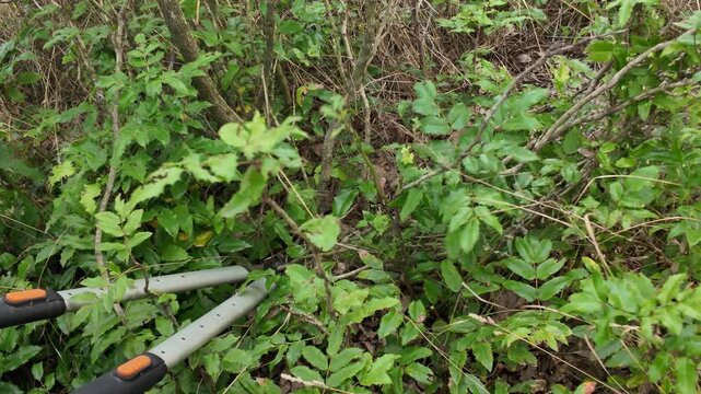 Gardening shears trimming dense green foliage and branches in the outdoors. Close-up view of a person using long-handled gardening shears to prune overgrown green bushes and branches in a natural sett