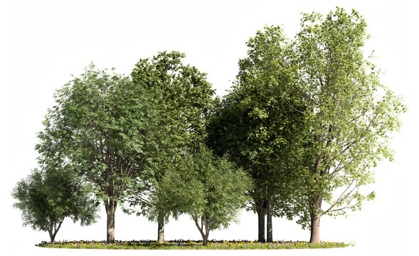 Diverse cluster of green deciduous park trees on a wildflower lawn base, cut out on a transparent background for digital architectural landscape design