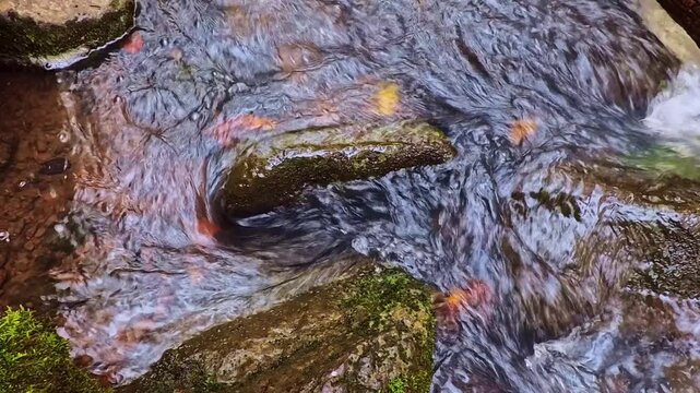 Top-down view of crystal clear water from a mountain stream flowing rapidly around mossy rocks, creating a small natural vortex with colorful autumn leaves swirling in the current