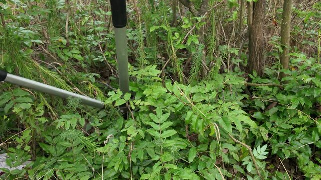 Gardener using long-handled loppers to trim dense green foliage in an overgrown garden. A person's gloved hand operates long-handled pruning shears to cut back thick vegetation and branches in a wild 