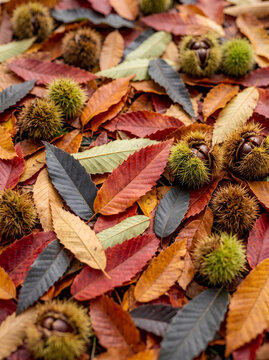 Natural seasonal scene with autumn leaves and chestnut burrs