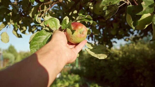 A gardener inspects an apple on an apple tree on a summer&rsquo;s afternoon in the garden. 4K footage