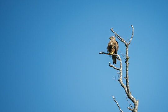 Rapace pos&eacute; sur une branche d'arbre mort sur fond de ciel bleu