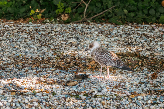 Oiseau marin juv&eacute;nile explorant la c&ocirc;te pr&egrave;s de la v&eacute;g&eacute;tation