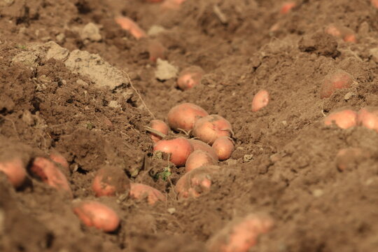 freshly harvested potatoes