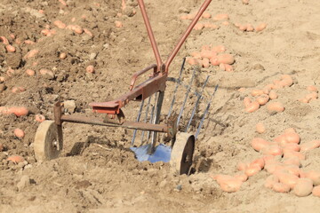 A manual potato digger stands in a field next to dug potatoes © алексей семиколенных