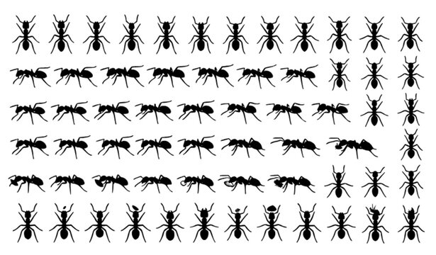Top View Ant Silhouette Collection with Different Body Shapes Walking Directions and Insect Anatomy Vector Designs