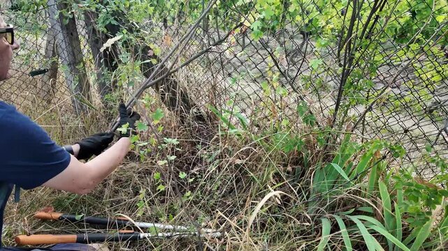 Gardener pruning overgrown branches with long-handled loppers near a fence. A person wearing gloves uses long-handled loppers to trim dense vegetation and branches, clearing an area next to a chain-li