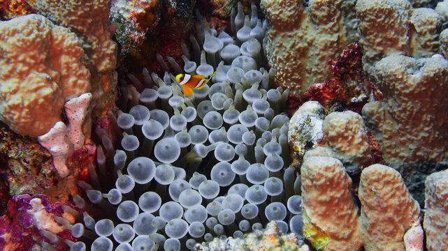 Petit poisson-clown &agrave; deux bandes nage dans son an&eacute;mone plan moyen