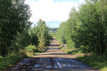 A dirt road in a summer forest after rain on a sunny day © алексей семиколенных