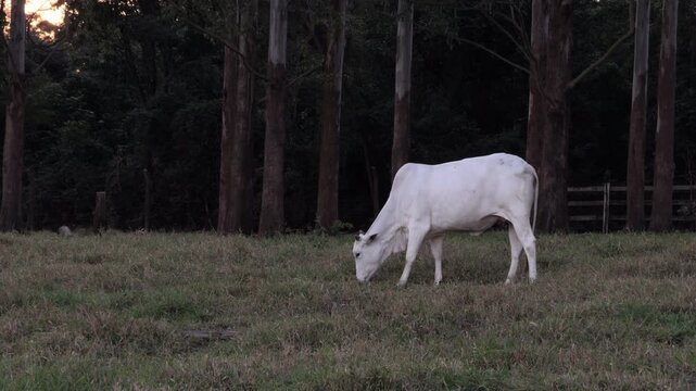 White Cow Grazing Peacefully in Green Meadow by Forest