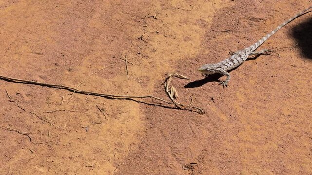Alert Gray Lizard Moving Cautiously Across Dry Sandy Ground