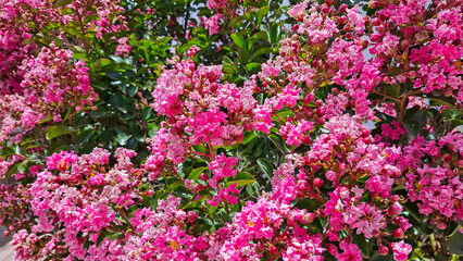 Obraz premium A vibrant close-up of a crape myrtle (Lagerstroemia indica) in full bloom, showcasing dense clusters of fuchsia-pink flowers with ruffled petals bathed in natural sunlight.