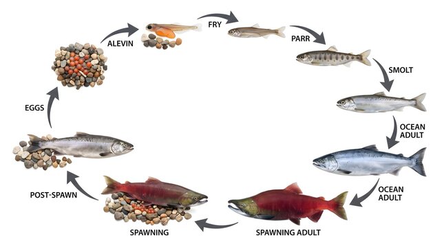 Salmon fish lifecycle diagram illustrating stages from eggs and alevin to fry smolt adult and spawning salmon with lifecycle spawning wildlife migration development education