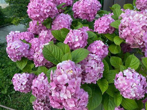 pink hydrangea flowers