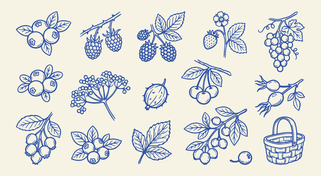 Doodle set of handdrawn forest berries and basket vector illustration