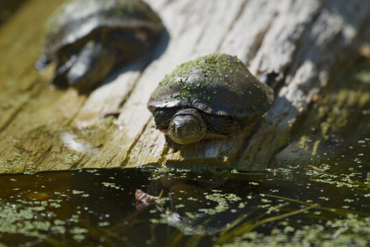European pond turtle basking on a log