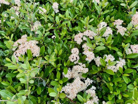 Green cotoneaster hedge bushes in an urban landscape design	