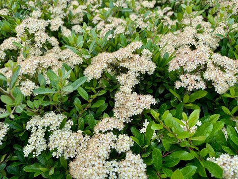 Green cotoneaster hedge bushes in an urban landscape design	