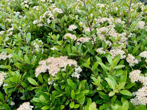 Green cotoneaster hedge bushes in an urban landscape design	