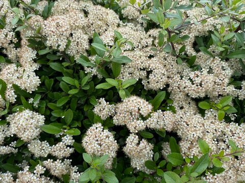 Green cotoneaster hedge bushes in an urban landscape design	