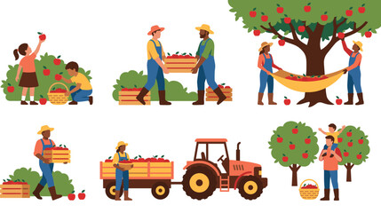 Naklejka premium Seasonal farm workers harvesting ripe red apples from trees in an orchard setting.
