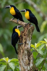 Fototapeta premium Three colorful toucans perch on rough wooden tree branch. Black feathered birds display bright yellow chests, dark beaks against green jungle foliage. Exotic avians rest together in natural habitat.