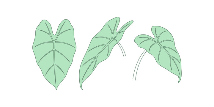Three vibrant alocasia leaves isolated on a clean white background botanical illustration