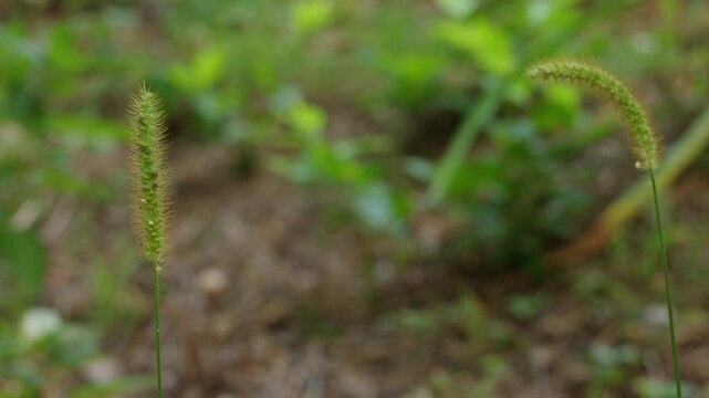 Green foxtail grass heads swaying gently in the summer breeze