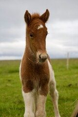 Red Tobiano Icelandic Horse  © Dorothea