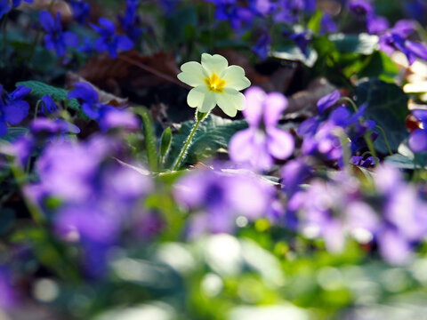 Wild yellow primrose among purple violets
