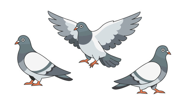 Three grey and white pigeons standing and flying with wings spread against a clean white background for nature illustrations.