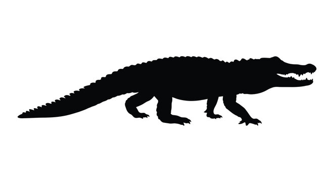 Alligator silhouette against a white background depicts a reptile in profile