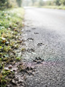 Dog paw prints in mud on wet asphalt road. Animal tracks on rural path after rain. Pet walking and outdoor activity concept with grass verge and blurred nature background.